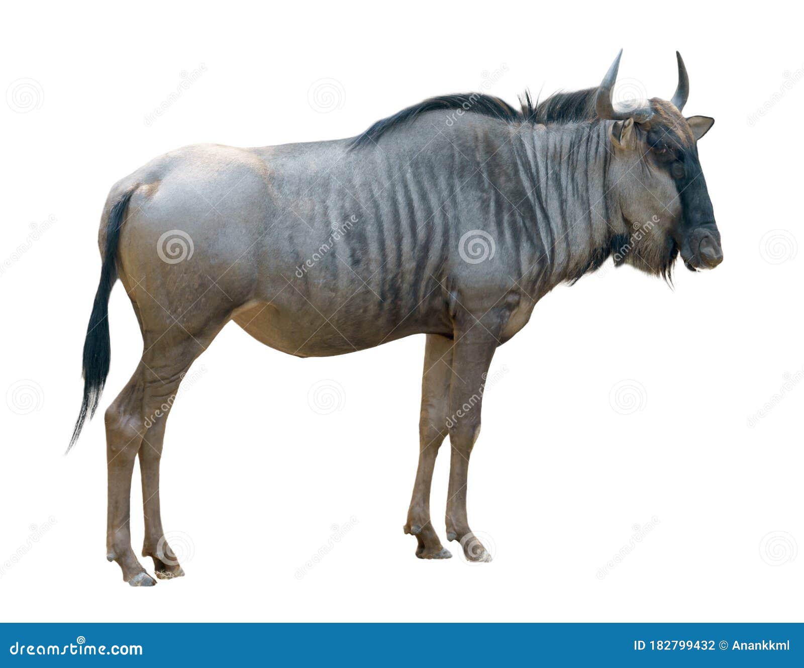 wildebeest  on white background
