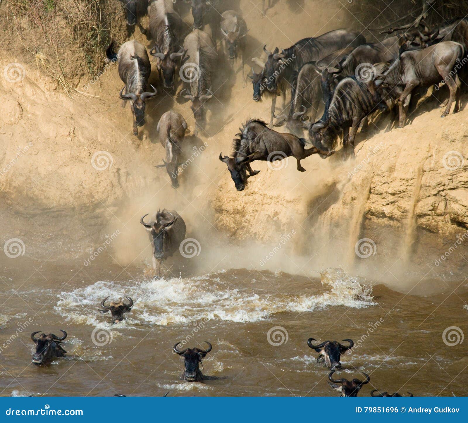 wildebeest jumping into mara river. great migration. kenya. tanzania. masai mara national park.