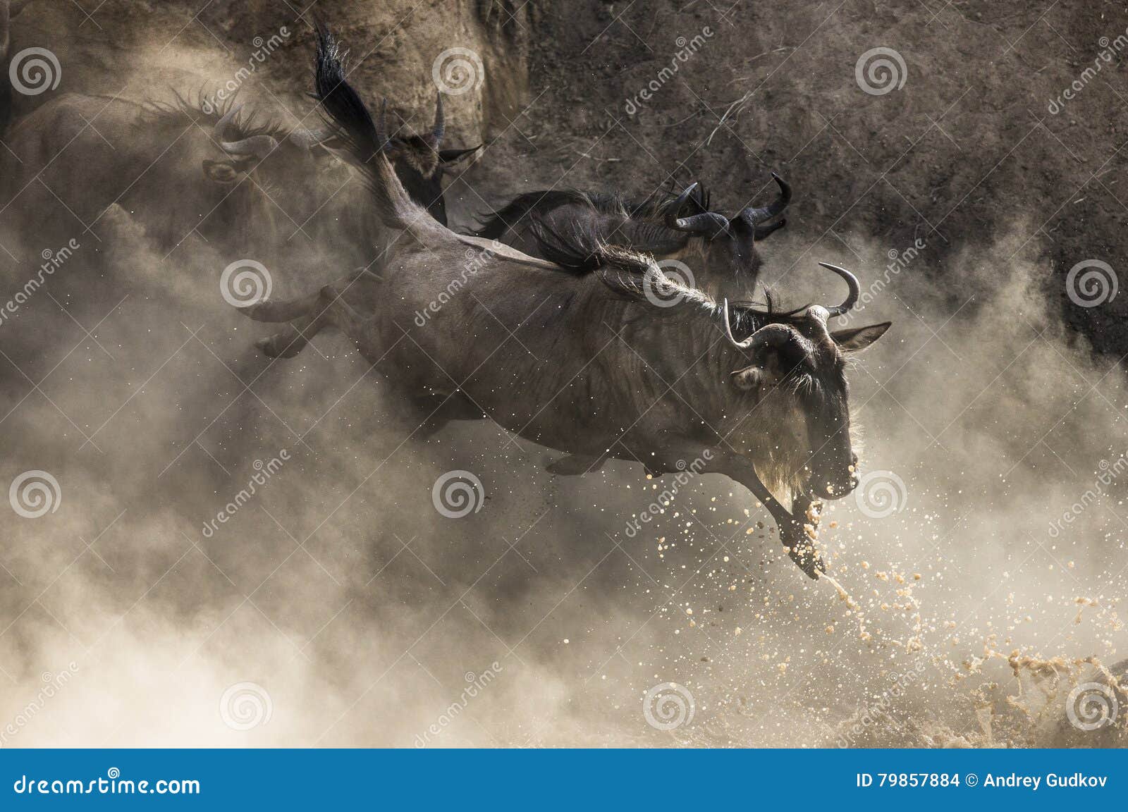 wildebeest jumping into mara river. great migration. kenya. tanzania. masai mara national park.