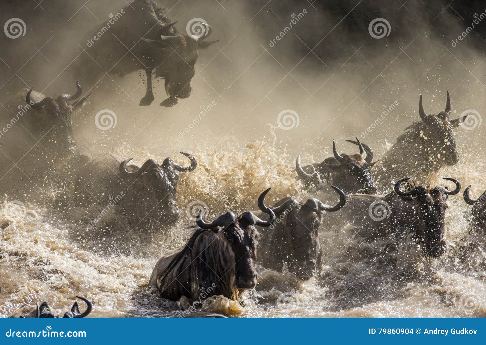 wildebeest jumping into mara river. great migration. kenya. tanzania. masai mara national park.