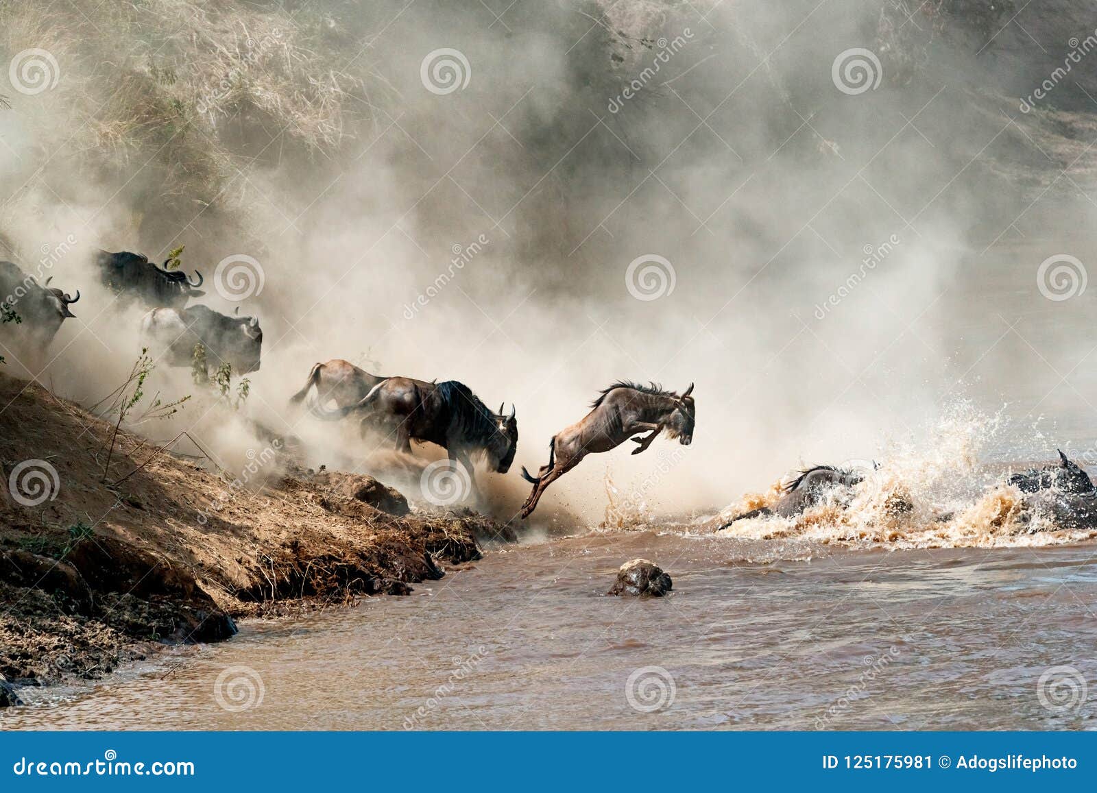 wildebeest leaping in mid-air over mara river