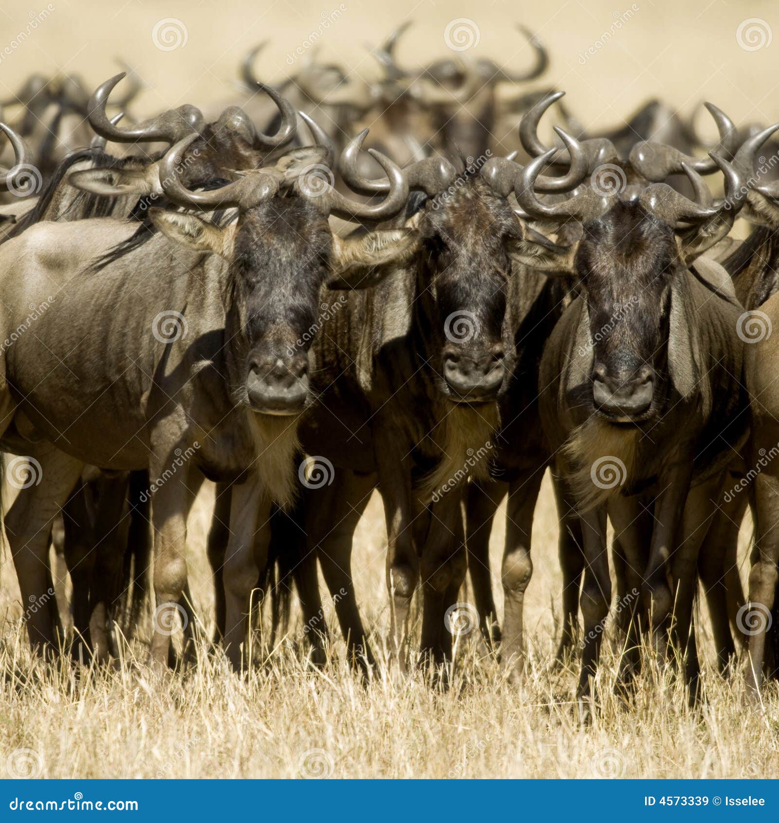 wildebeest masai mara kenya