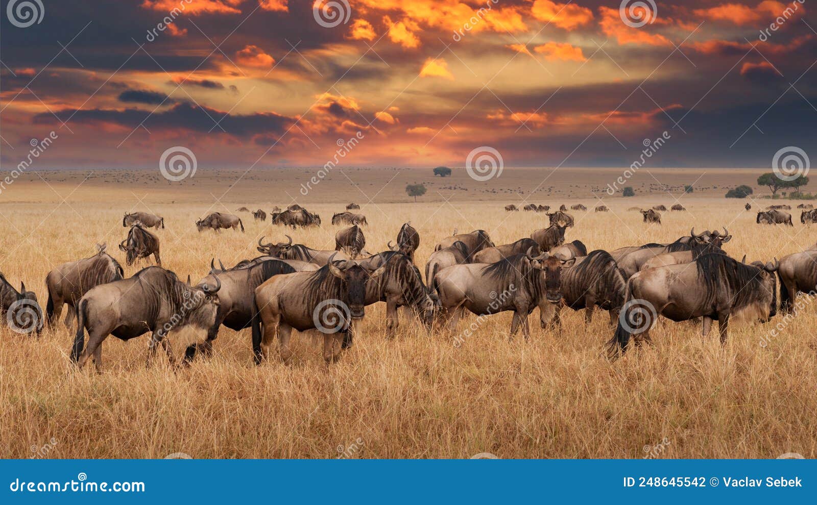 wildebeest migration, serengeti national park