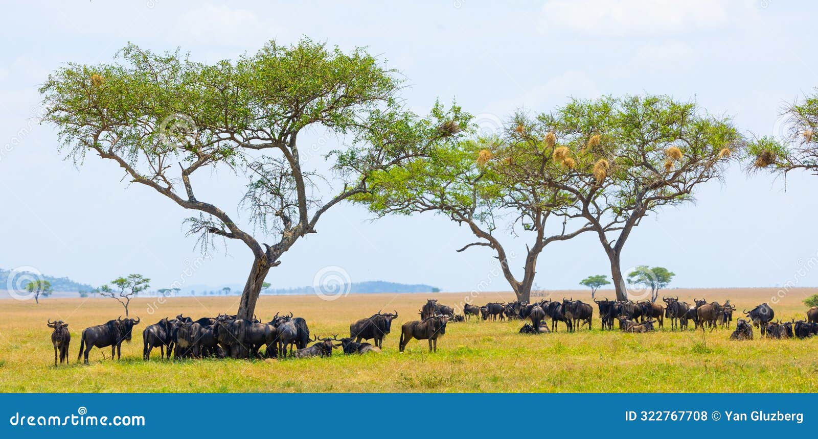 wildebeest resting in the shade of acacia trees