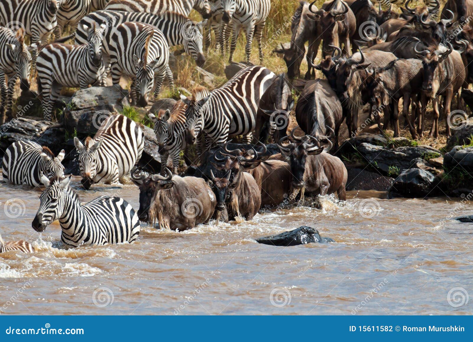wildebeest and zebras crossing the river mara