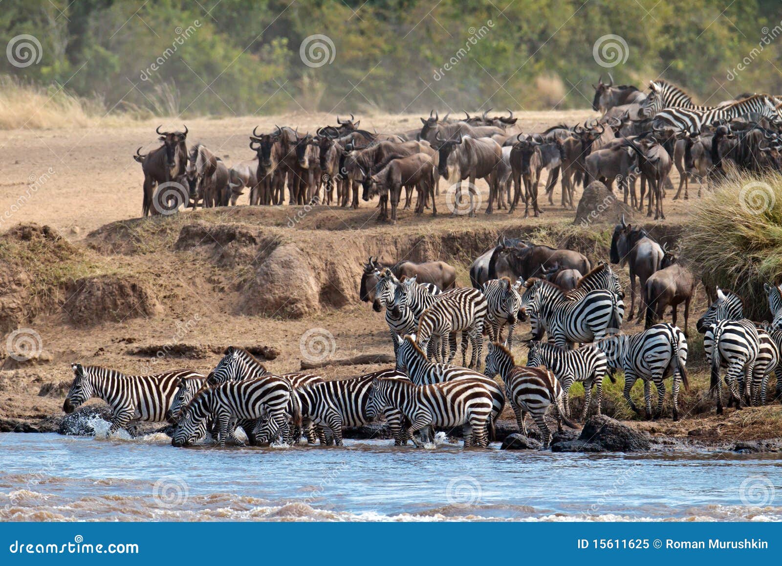 wildebeest and zebras crossing the river mara
