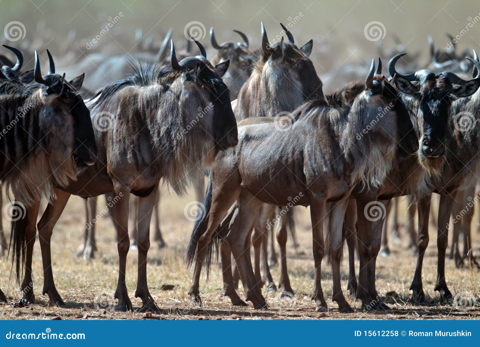 wildebeests are collected in a large herd