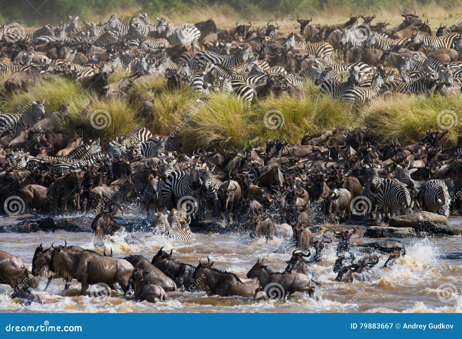 wildebeests are crossing mara river. great migration.