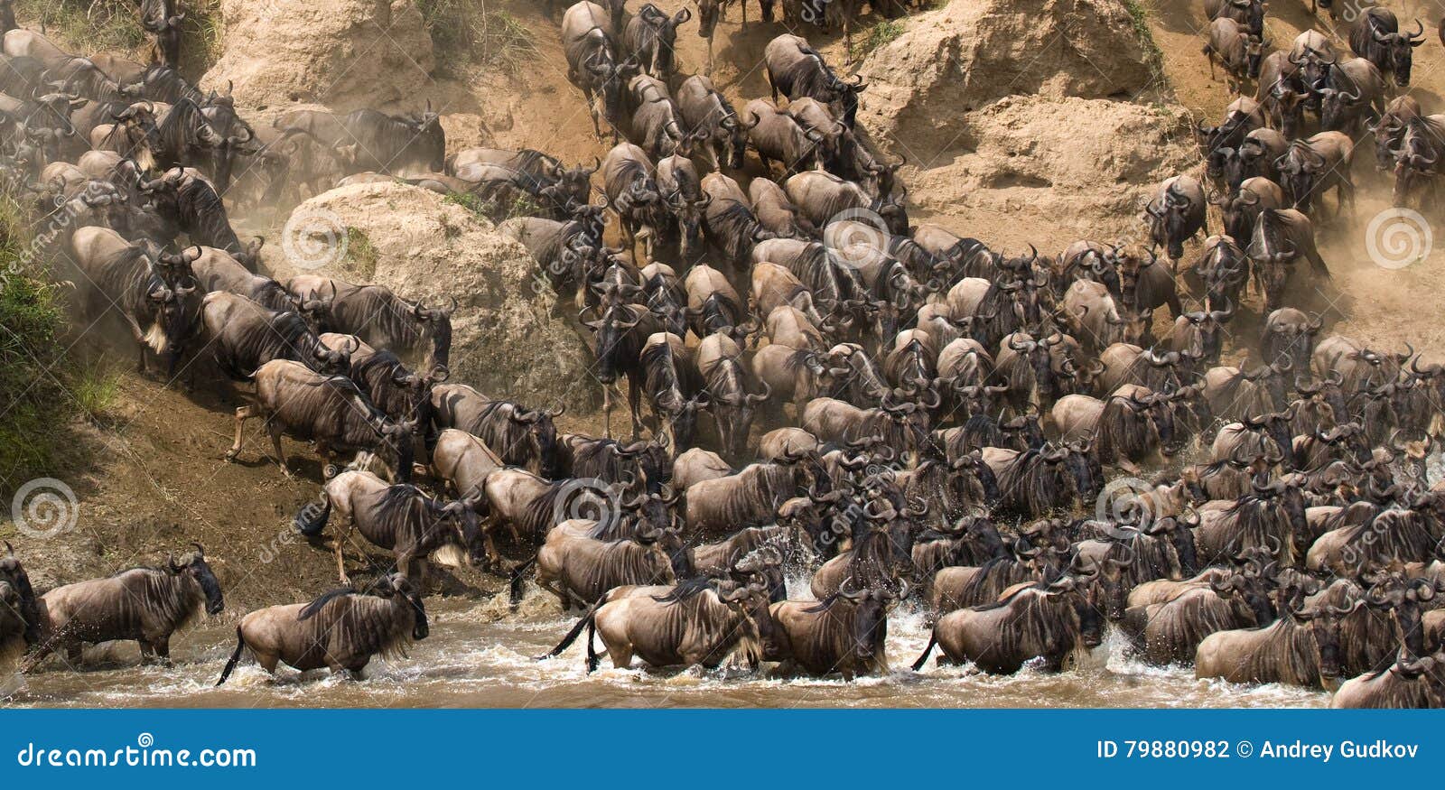 wildebeests are runing to the mara river. great migration. kenya. tanzania. masai mara national park.