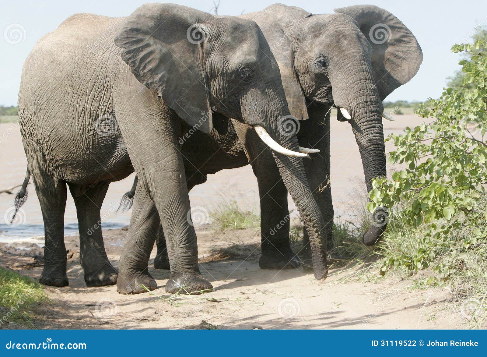Wilder afrikanischer Elefant. Schließen Sie oben vom wilden afrikanischen weiden lassenden Elefanten