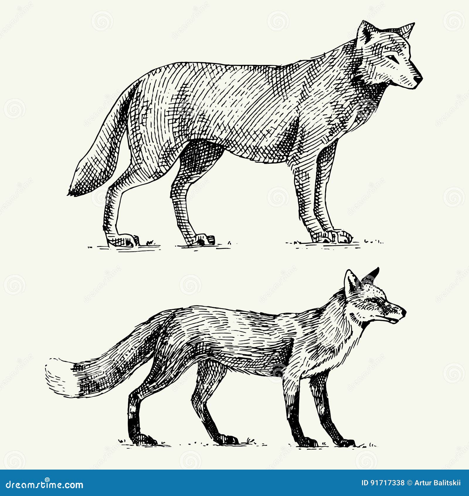 Wilder Grauer Wolf Und Roter Fuchs Gravierten Die Hand Die In Alte Skizzenart Weinlesetiere Gezeichnet Wurde Vektor Abbildung Illustration Von Skizzenart Alte