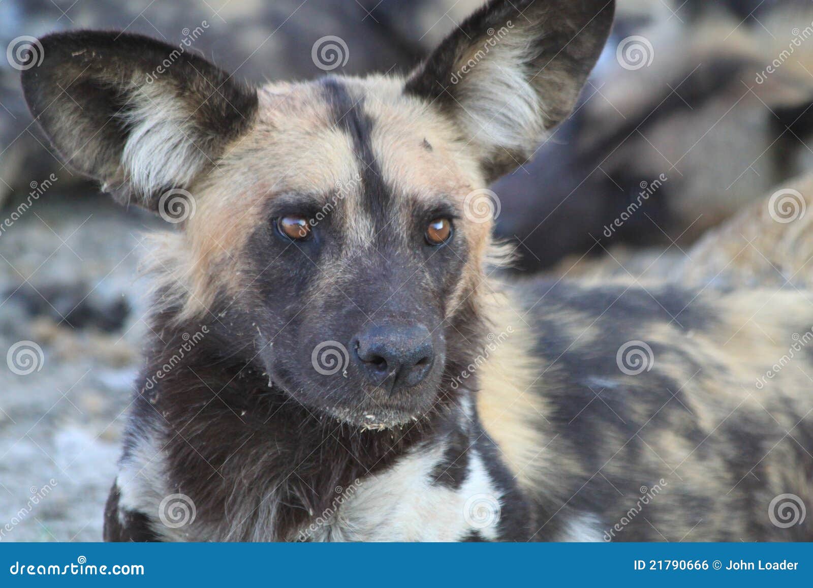 Wilder Hund in Botswana stockfoto. Bild von hund, wilder 21790666