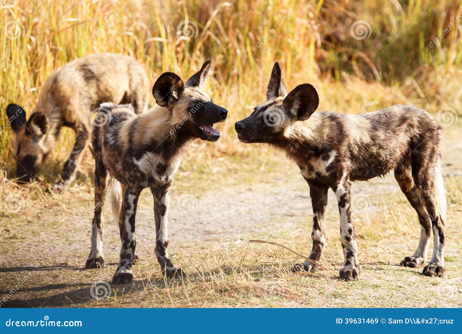 Wilder Hund OkavangoDelta Moremi N P Stockbild Bild von