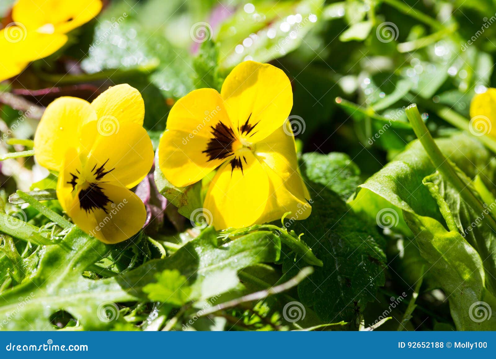 Wilder Krautsalat Frisch Auf Dem Markt Stockfoto - Bild von provence ...