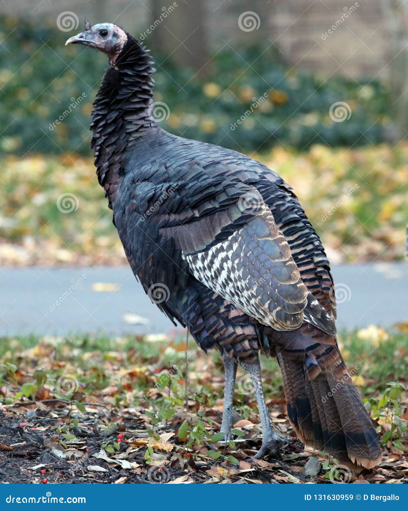 Wilder Truthahn In Michigan Wahrend Falles 2018 Stockbild Bild Von November Thanksgiving 131630959