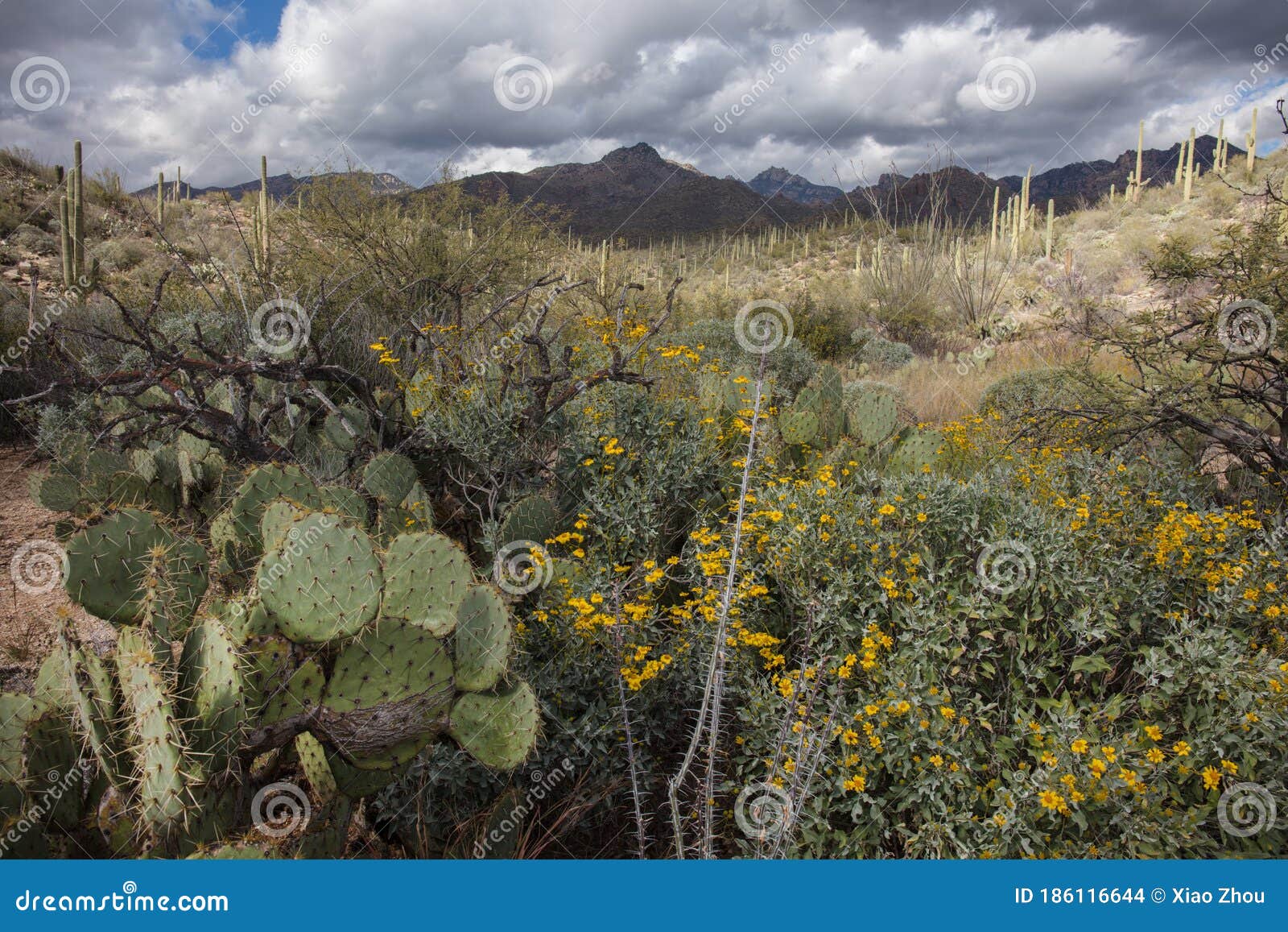 Wilderness and Cactus in Arizona Stock Photo - Image of hire, plant ...