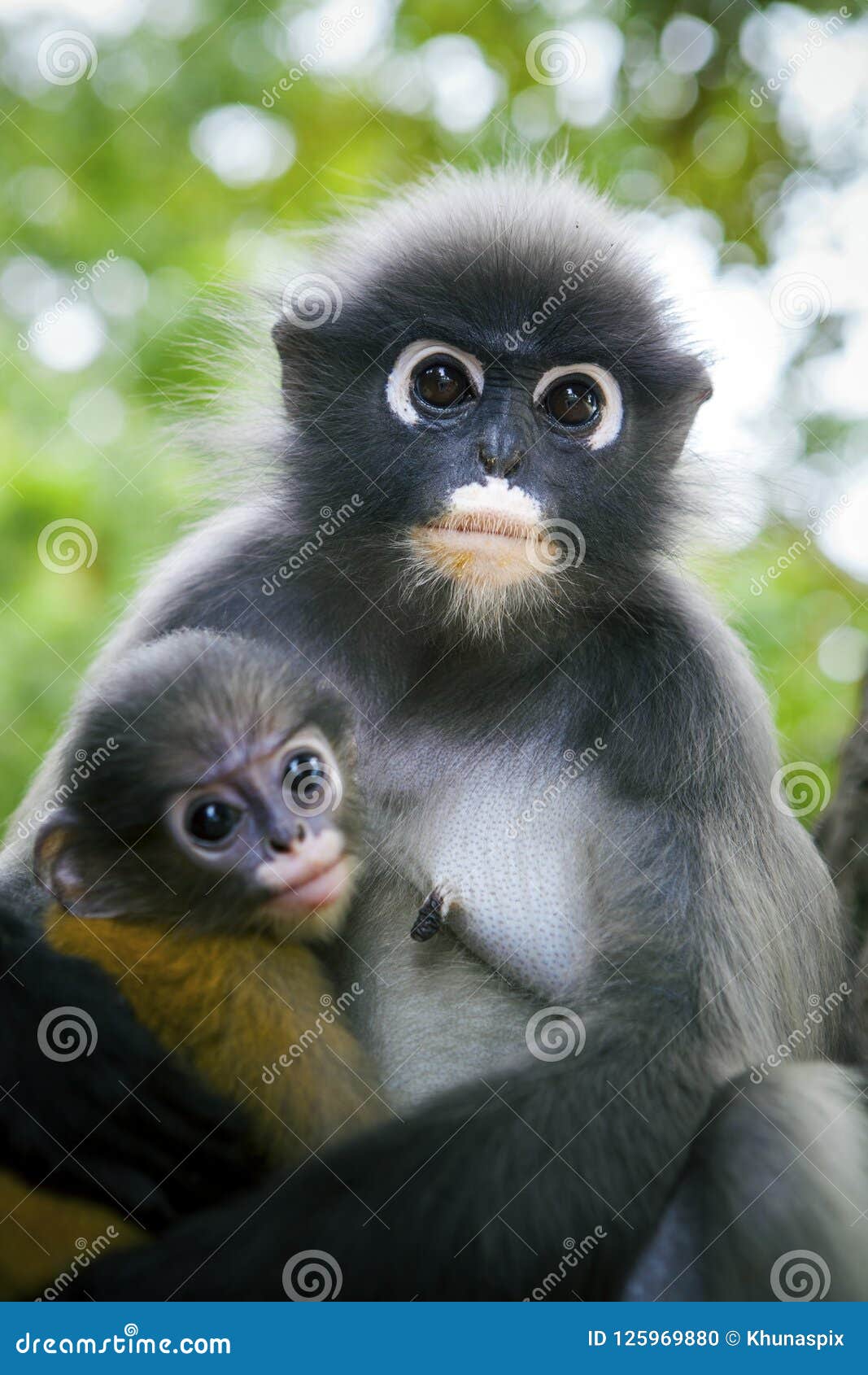 Wilderness Dusky Leaf Monkey and Baby in Hug Stock Photo - Image
