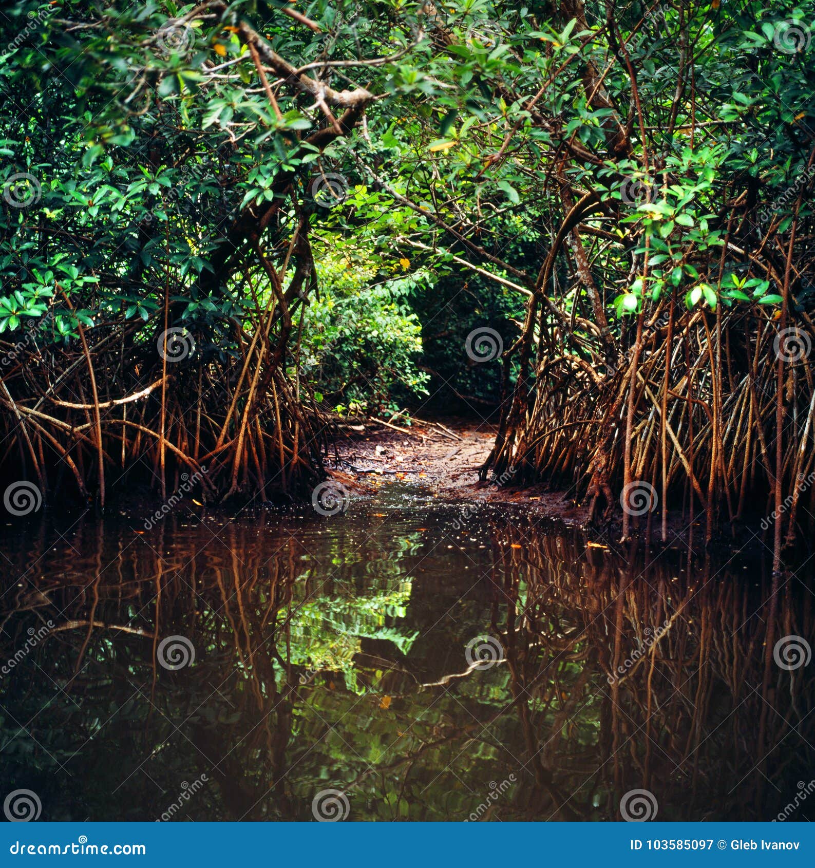 Landschap van wildernis in Gabon