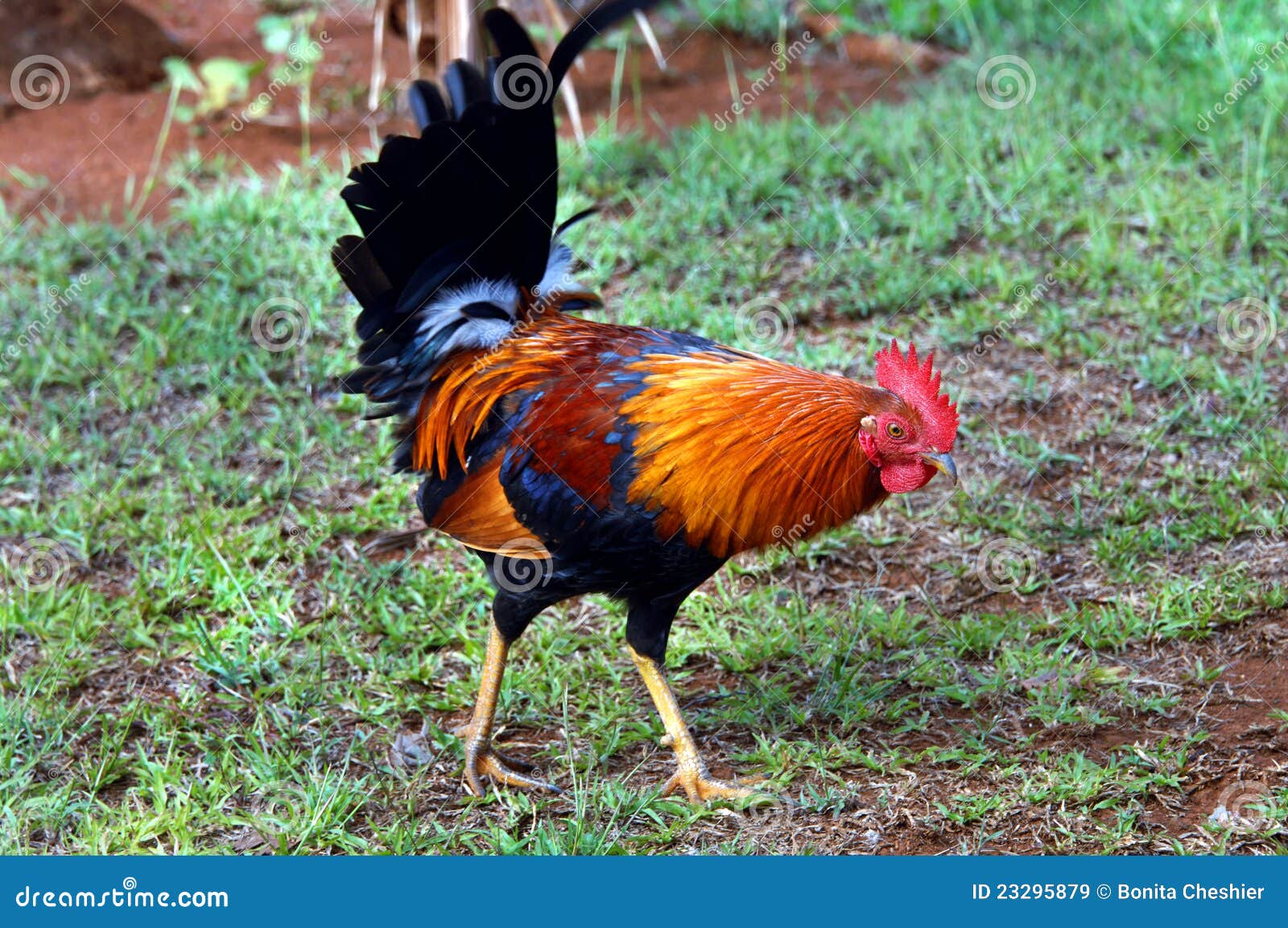 Wildes Huhn auf Kauai. Dieses bunte, Hahn ist ein Teil laufende Kontroverse auf der Insel von Kauai, Hawaii. Wilde Hühner und Hahn werden ein Problem, während sie im wilden multiplizieren.