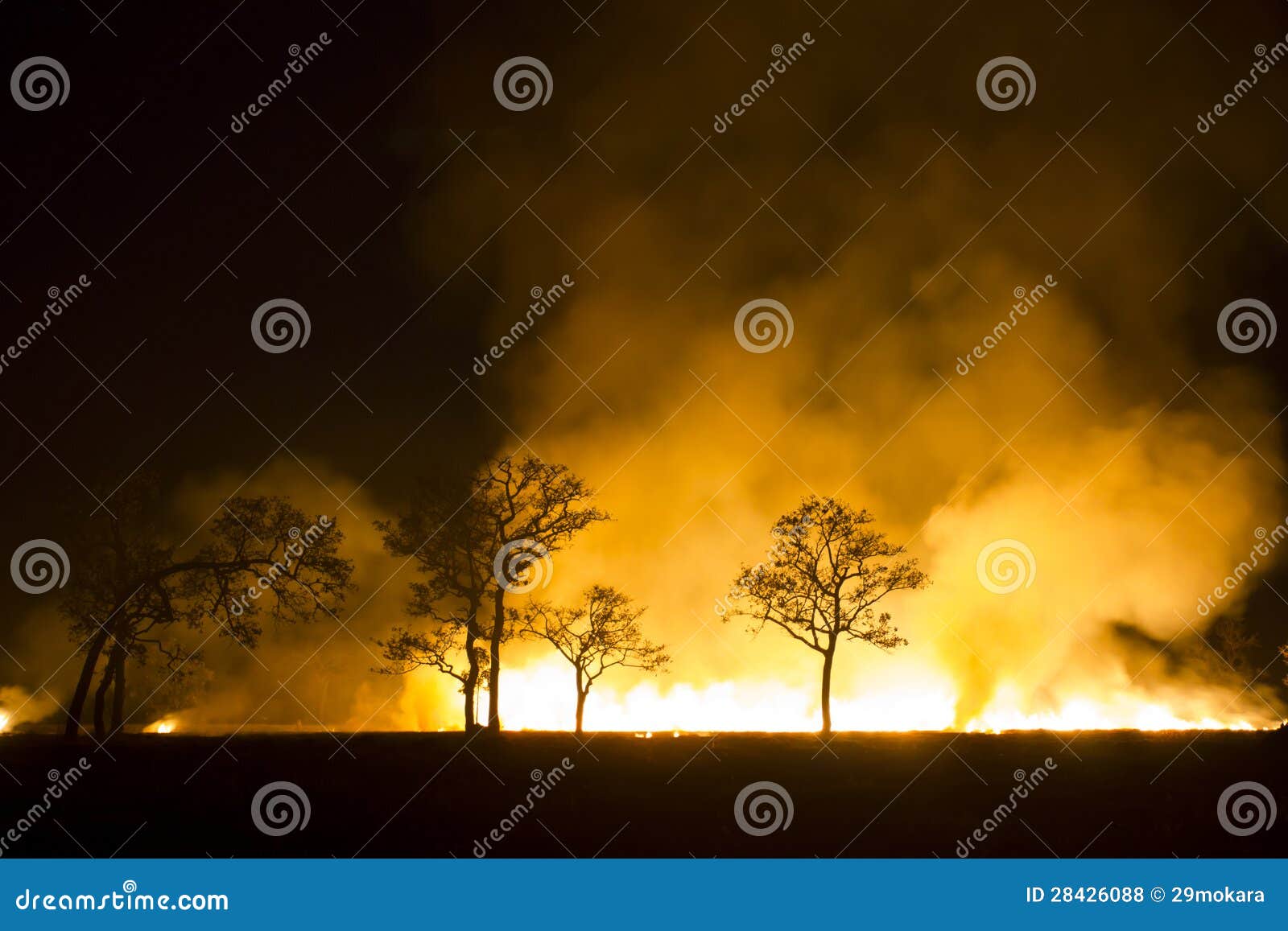 wildfire burning forest ecosystem is destroyed