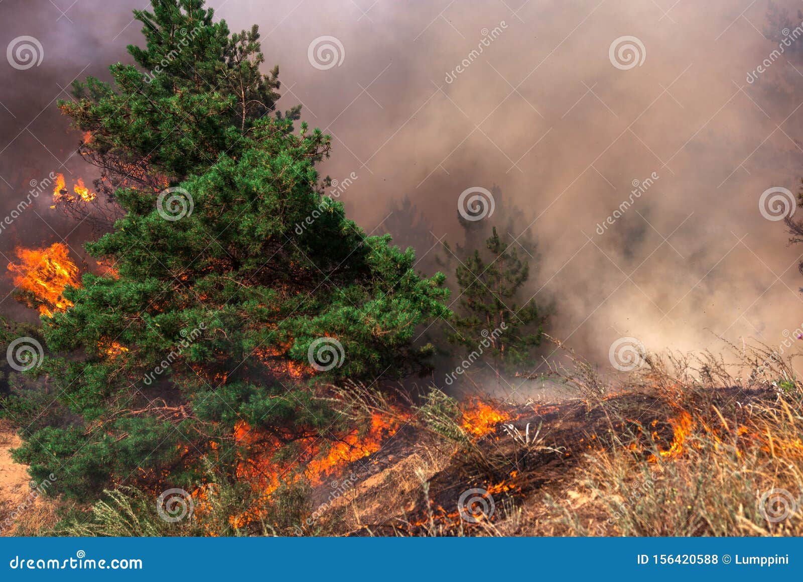 Wildfire, Burning Pine Forest Stock Photo Image of danger, pine