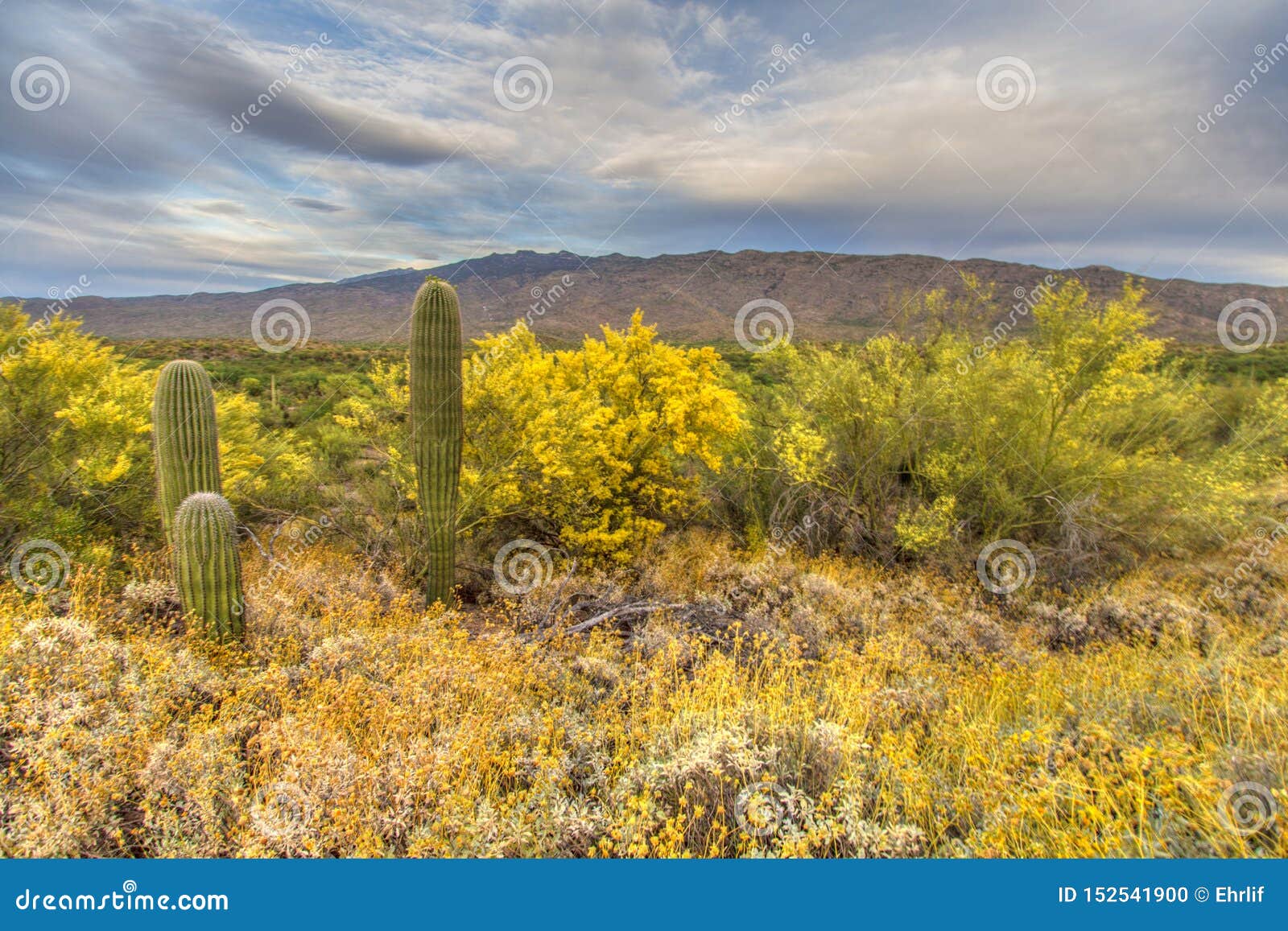 Wildflower Arizona Desert Landscape with Saguaro Cactus Stock Photo ...