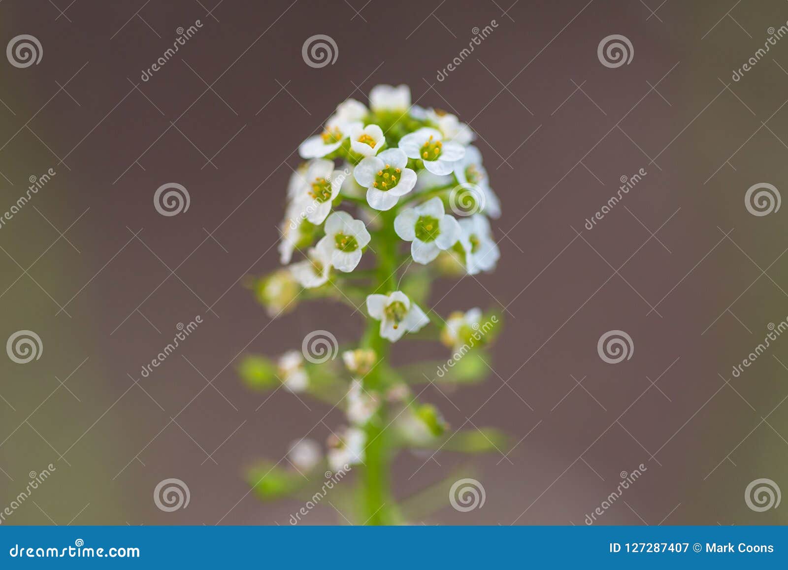 Wildflower Avec Des Douzaines De Petites Fleurs Blanches Sur Une Longue Tige  Image stock - Image du frais, environnement: 127287407