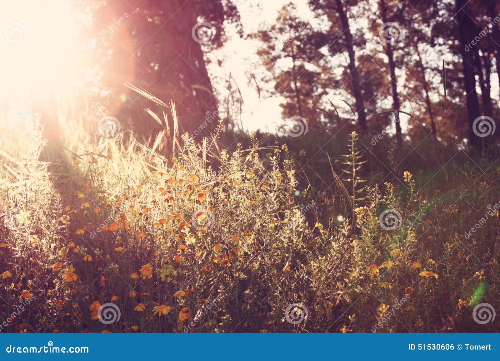 Wildflower Background. Instagram Effect Photo Stock Photo Image of