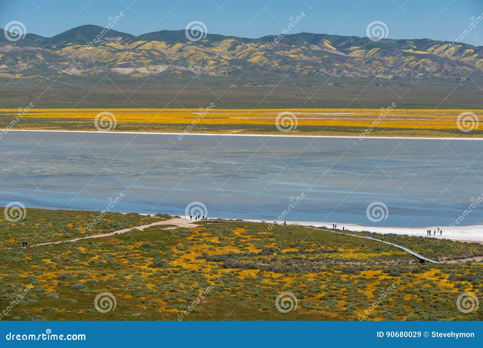 wildflower bloom at carrizo plain national monument
