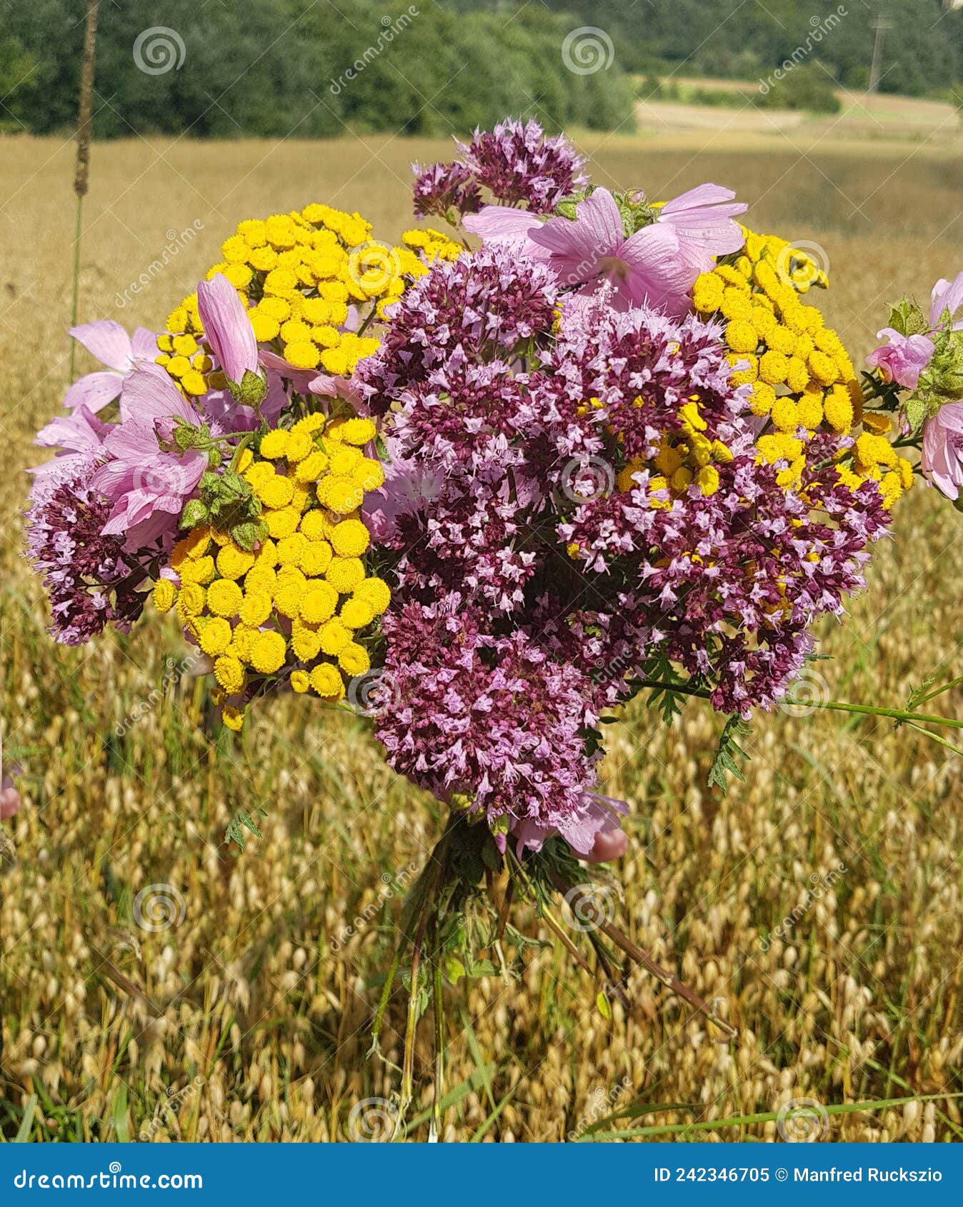 Wildflower bouquet stock image. Image of sylvestris 242346705