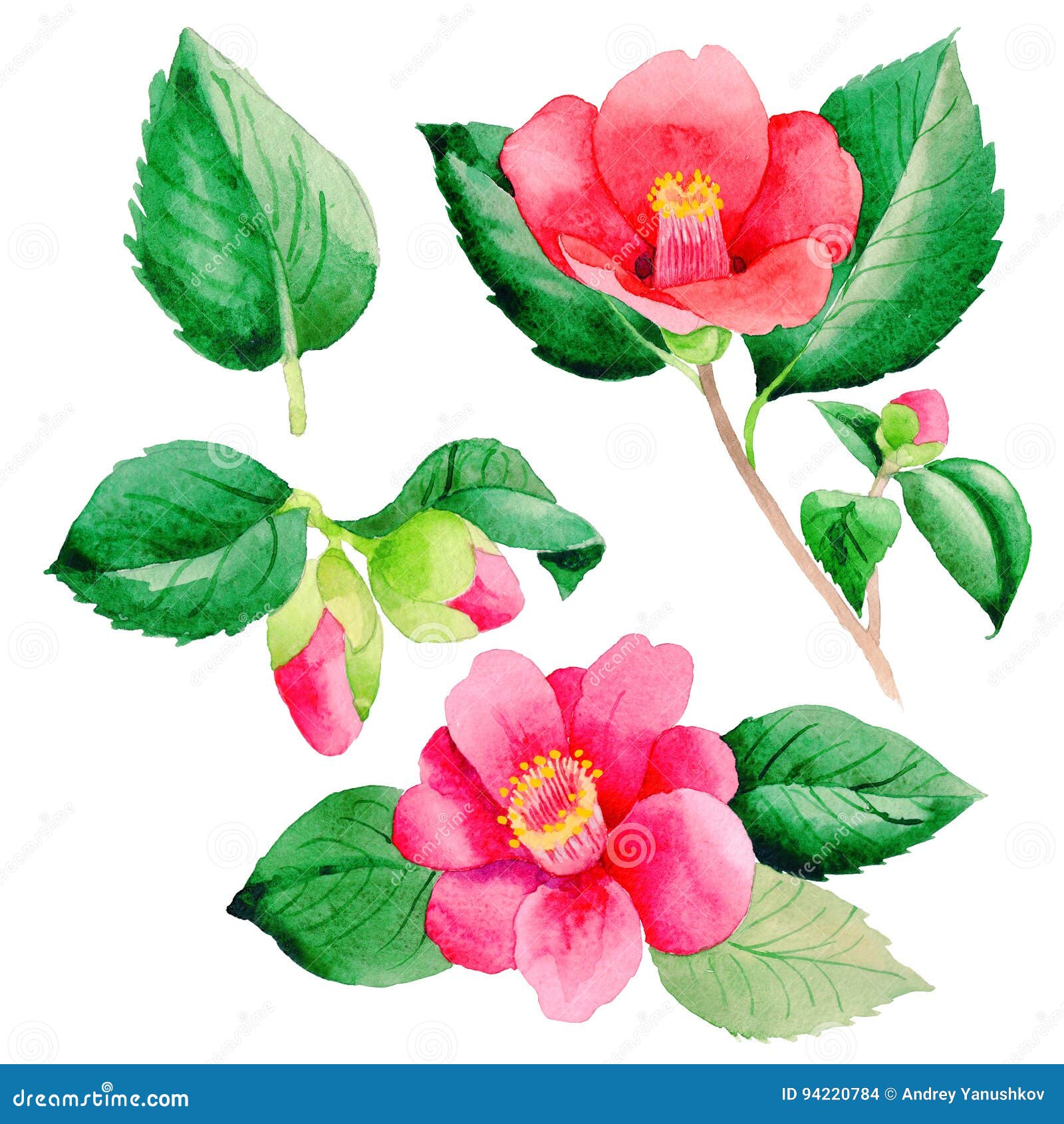 Wildflower Camellia Japanese Flower in a Watercolor Style Isolated