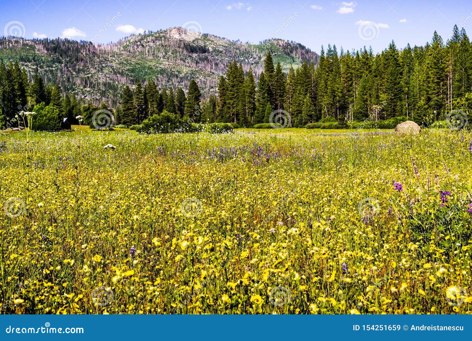 Wildflower Covered Meadow in Yosemite National Park, Sierra Nevada ...