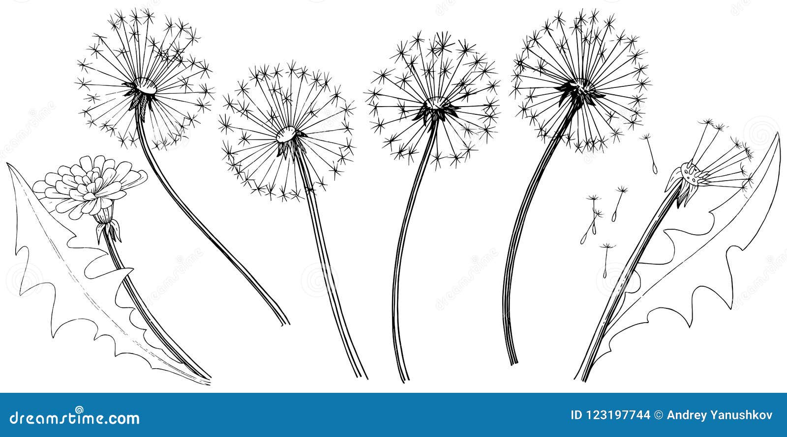 Цветок одуванчика диаграмма