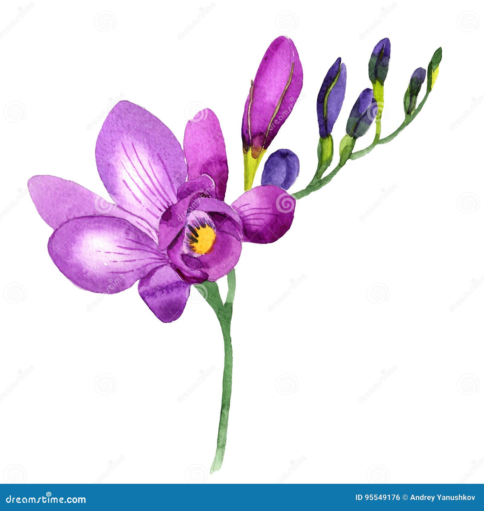 Wildflower Fresia Flower in a Watercolor Style Isolated. Stock Illustration  - Illustration of decoration, flora: 95549176