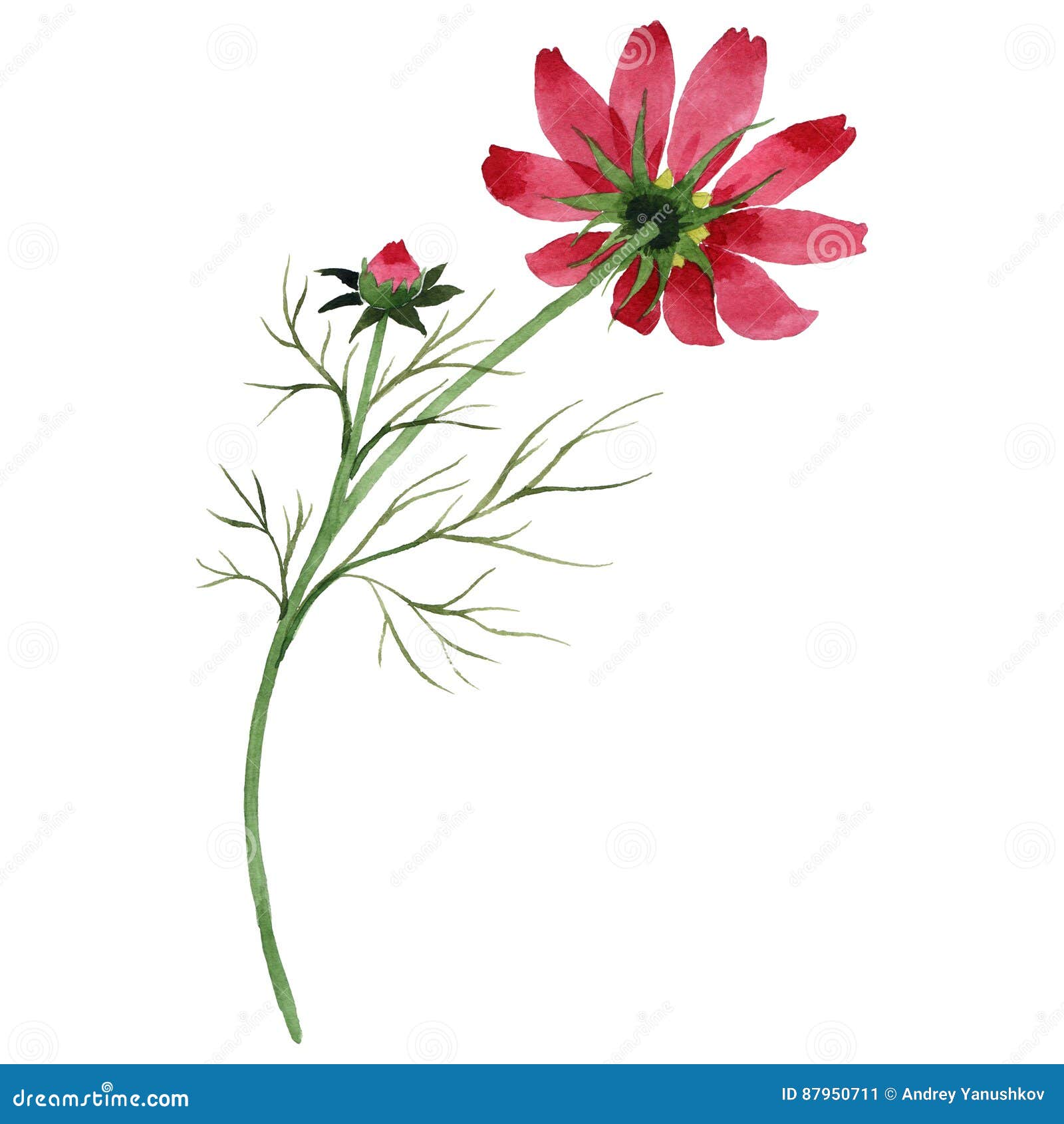 Wildflower kosmeya flower in a watercolor style isolated. Full name of the plant: kosmeya. Aquarelle wild flower for background, texture, wrapper pattern, frame or border.