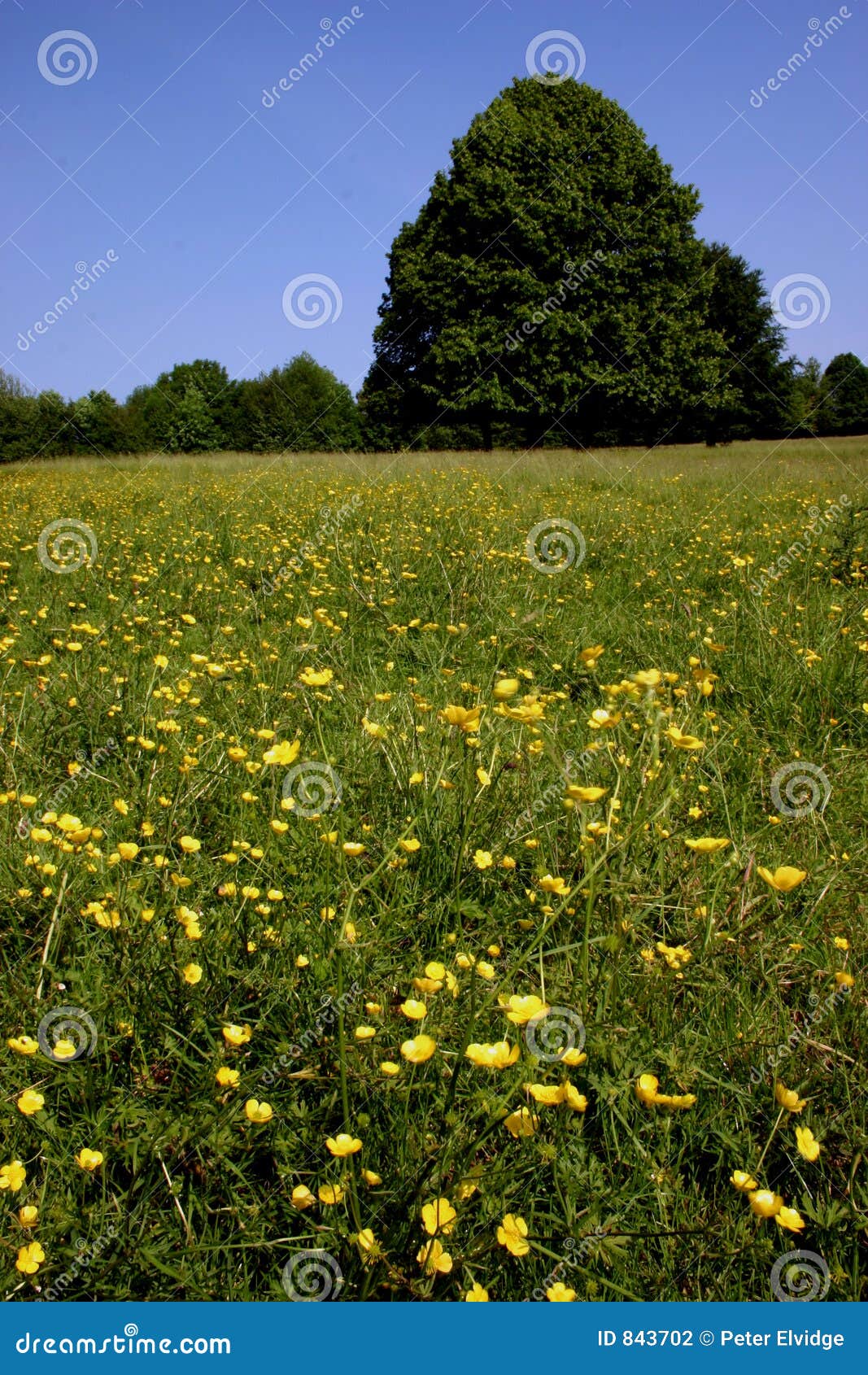 Wildflower meadow stock photo. Image of british, outdoors 843702