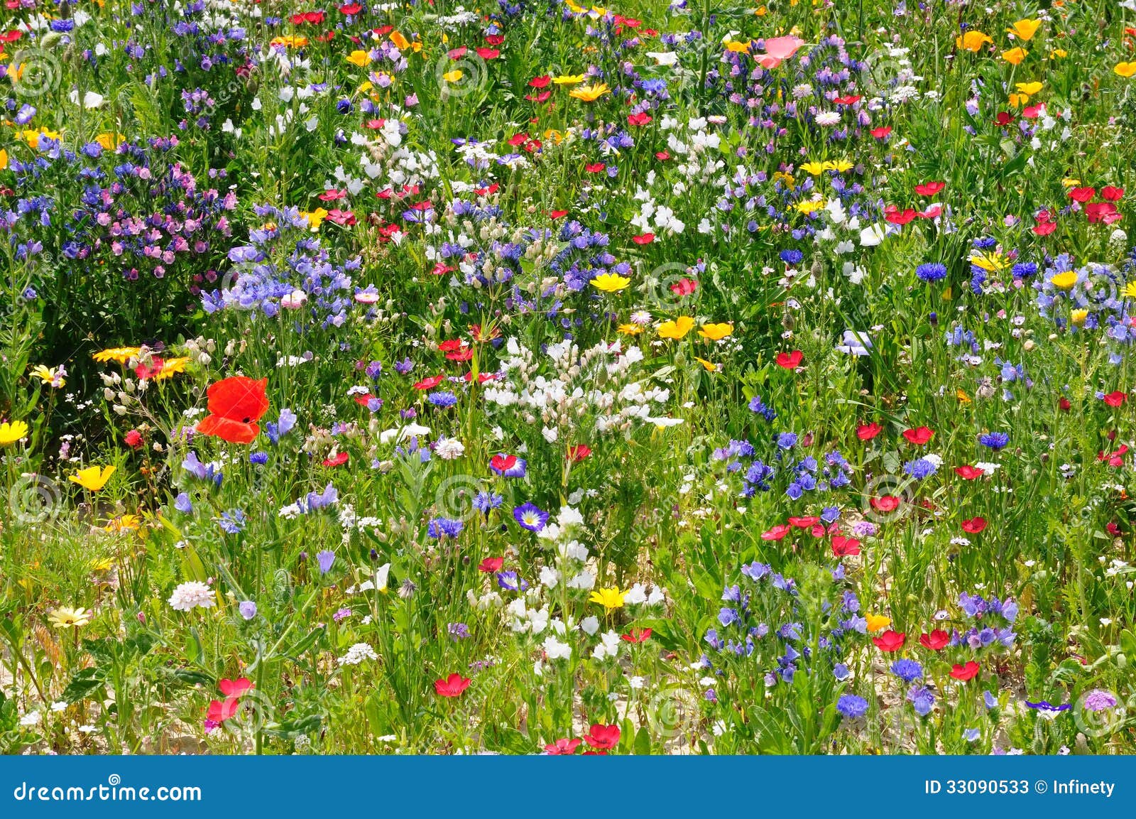 wildflower meadow