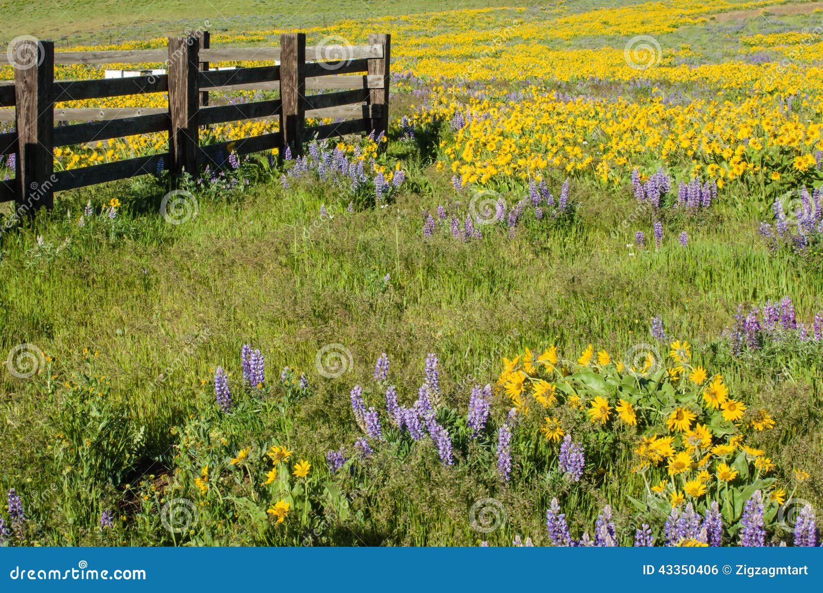 wildflower meadow with native plants