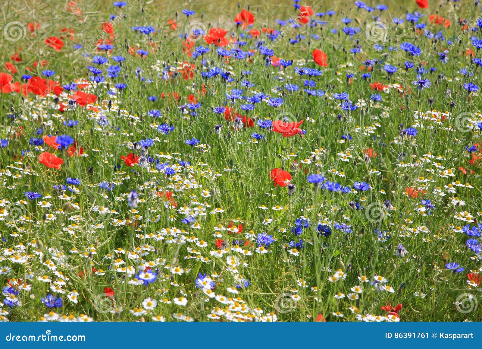 wildflower meadow with poppies, cornflowers and daisies