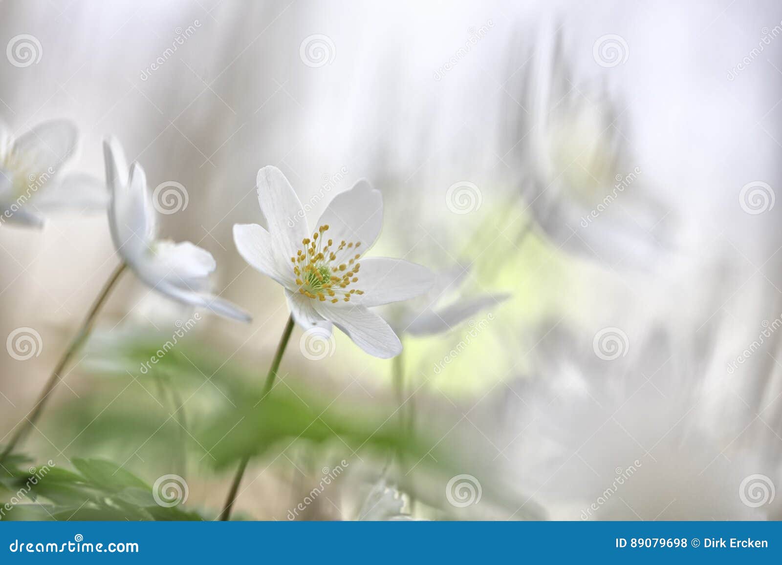 wildflower minimalism - white spring wild flowers