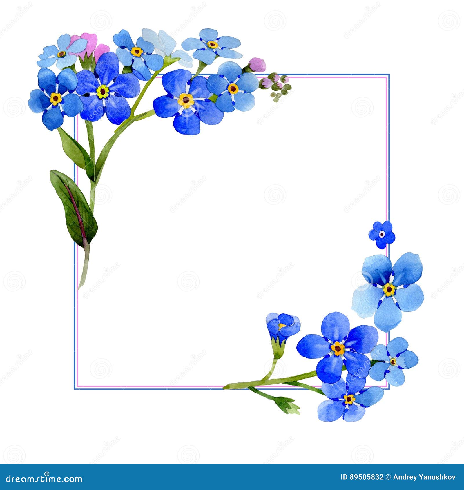 Wildflower Myosotis Arvensis Flower Frame In A Watercolor Style Isolated Stock Illustration Illustration Of Drawing Flora 5052 Wildflower Myosotis Arvensis Flower Frame In A Watercolor Style Isolated Stock Illustration Illustration Of Drawing Flora 5052