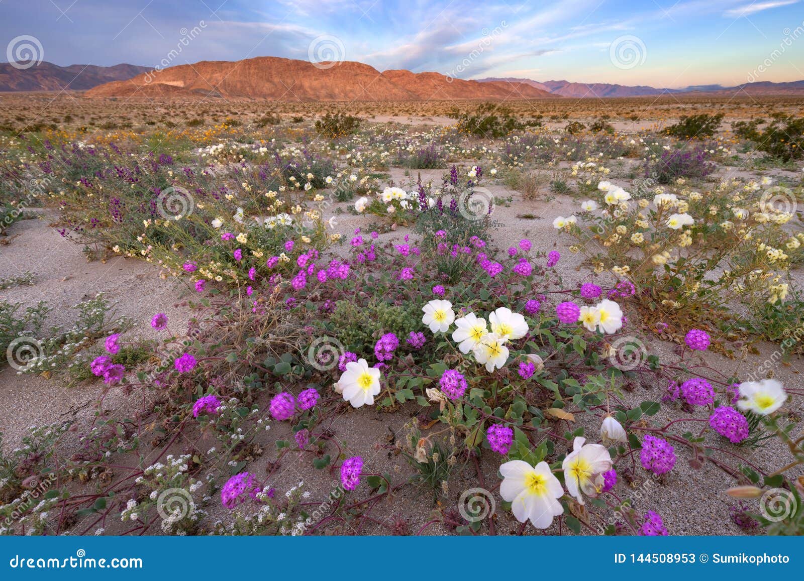 wildflower in ocotillo wells