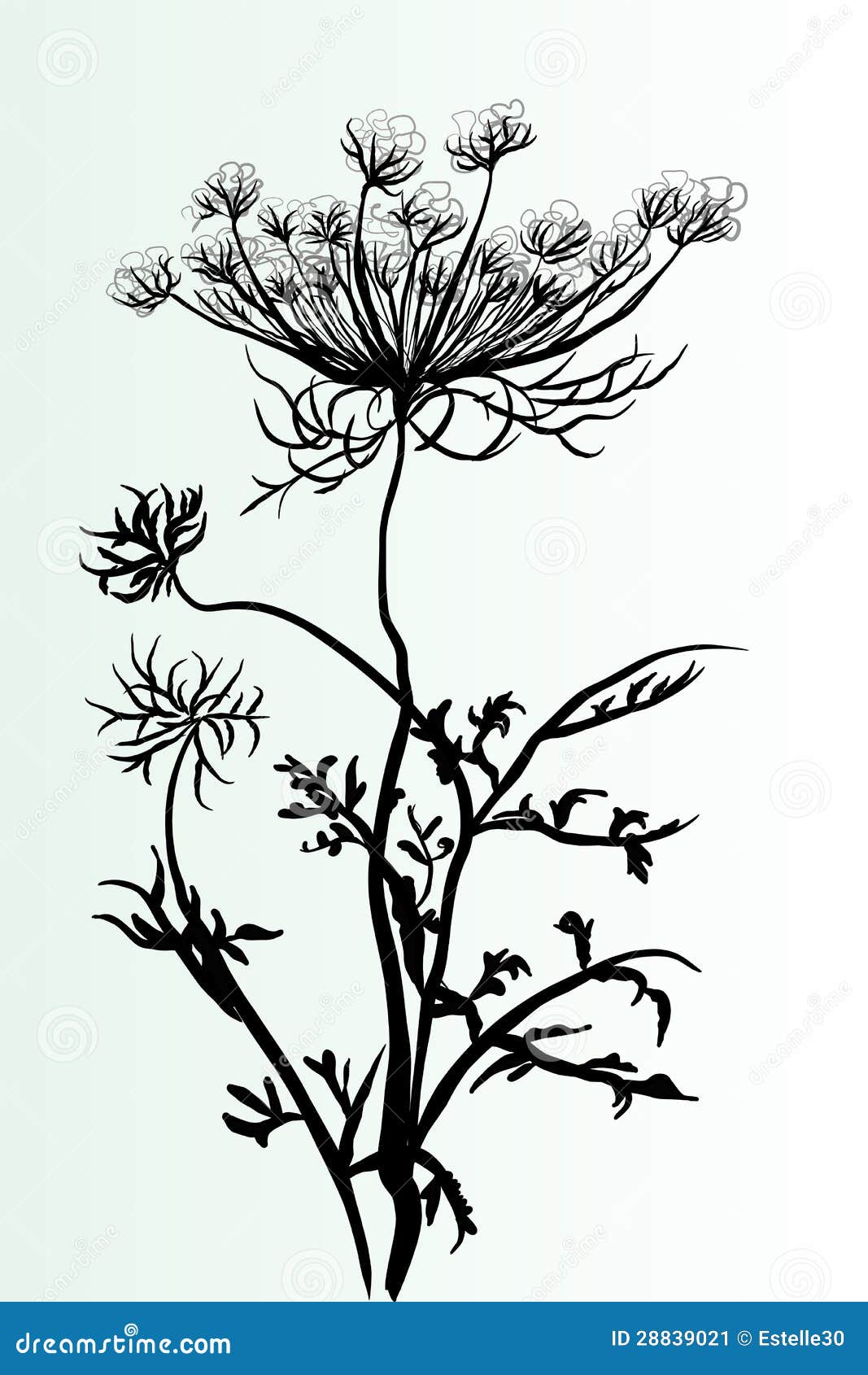 Wildflower outline stock illustration. Illustration of nature - 28839021