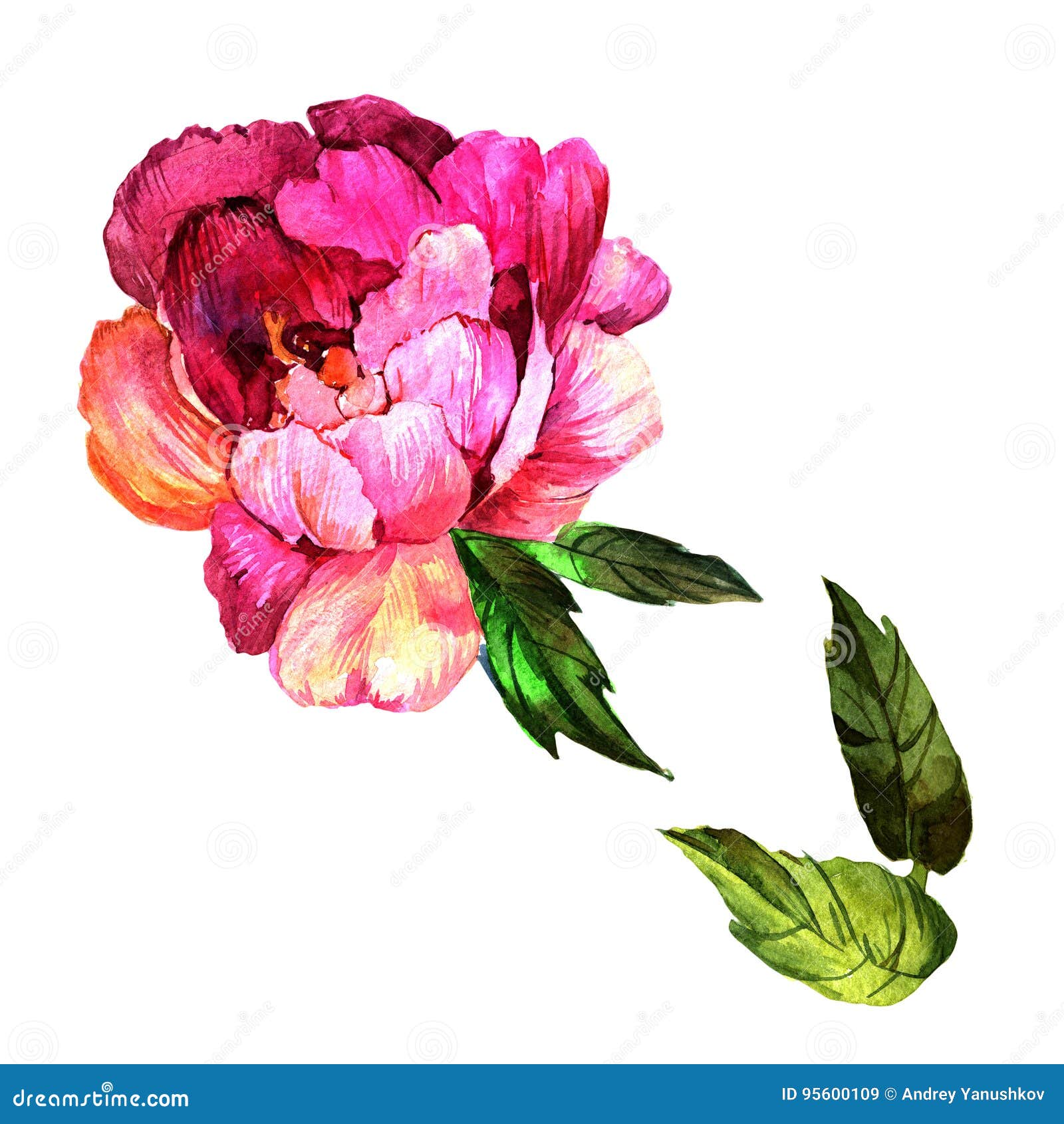Wildflower Peony Flower in a Watercolor Style Isolated. Stock Illustration  - Illustration of decoration, peony: 95600109