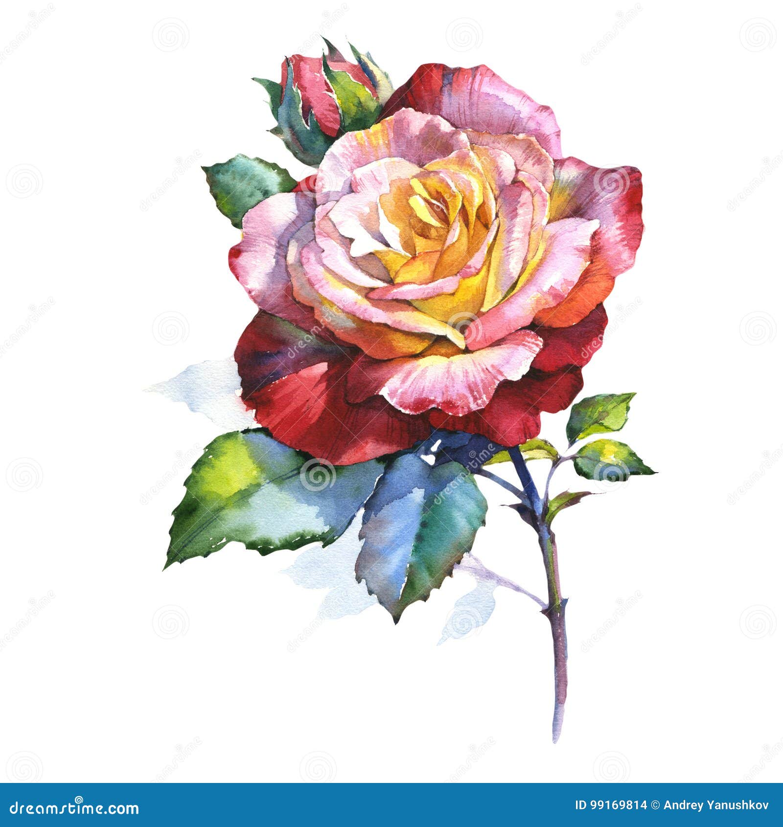 Wildflower Rose Flower in a Watercolor Style Isolated. Stock ...