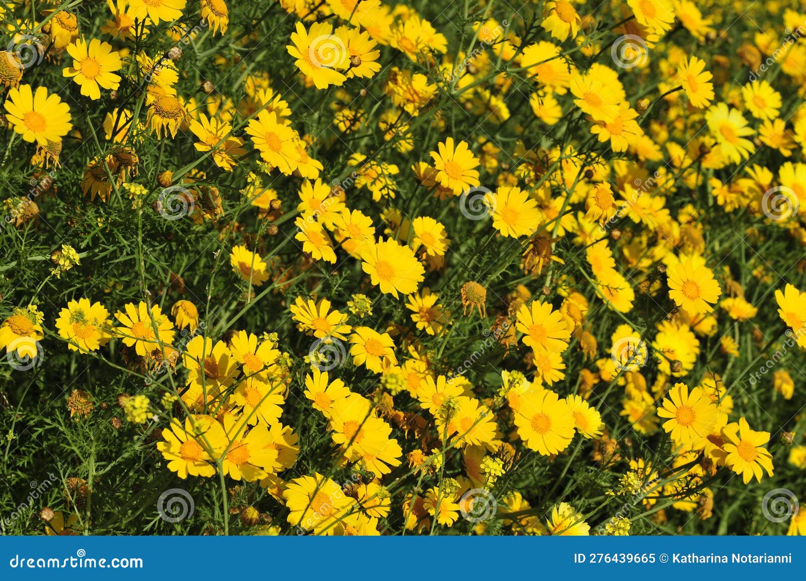 Wildflower Series - Yellow Daisy Field Stock Image - Image of garden