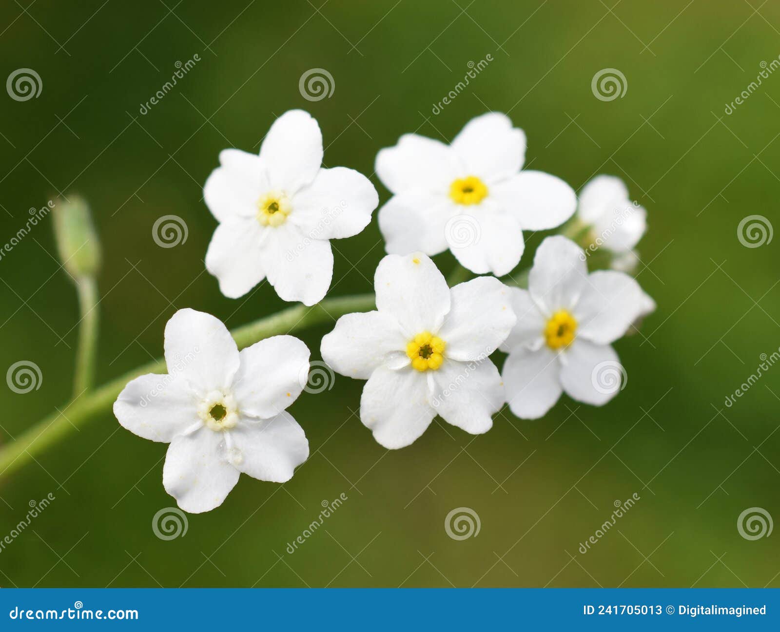  Myosotis sylvatica, Woodland Forget Me Not