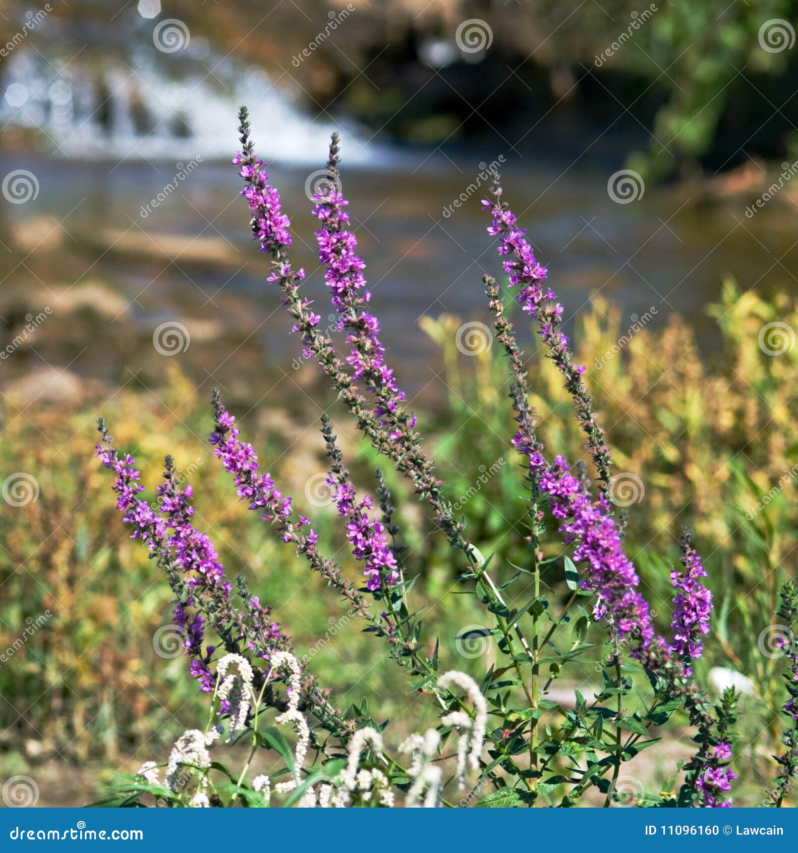 Wildflowers stock photo. Image of botany, bloom, outdoors 11096160