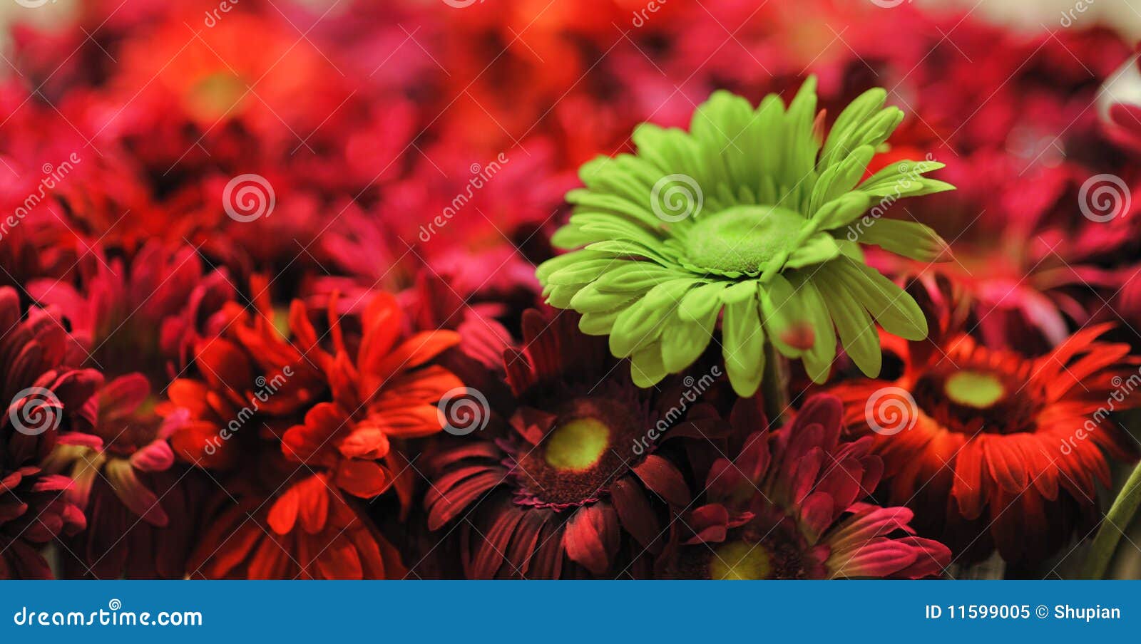 Wildflowers stock image. Image of season, nature, green 11599005