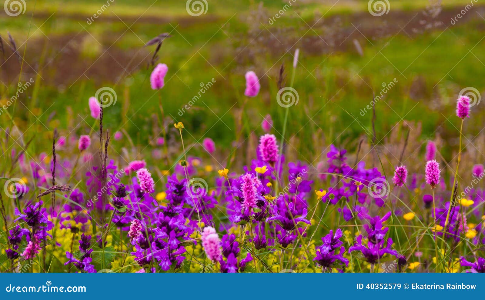 Wildflowers imagen de archivo. Imagen de wildflower, cubo 40352579